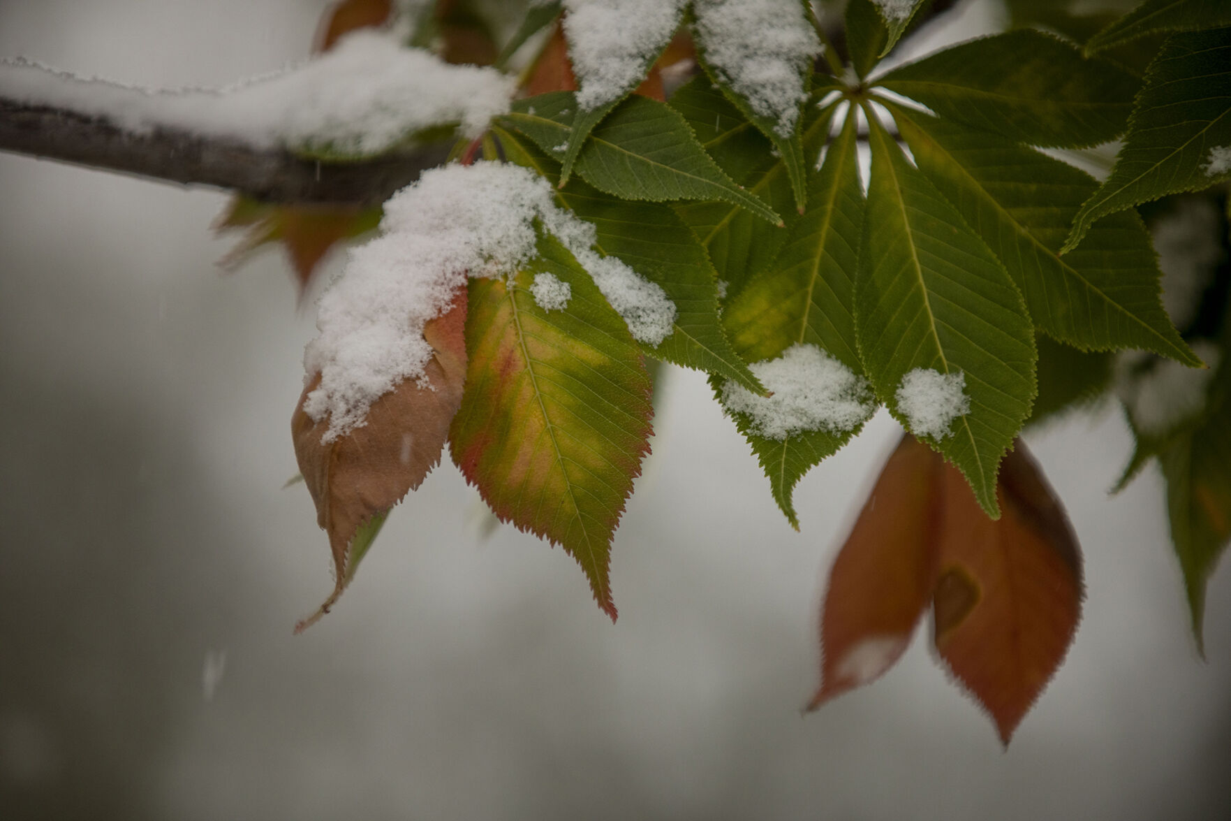 090920-news-earlysnow 03.jpg